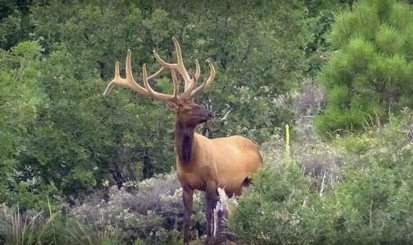 Best Elk Hunting Units in Arizona: Draw Odds, Trophy Bulls, Elk Numbers, and Hunt Difficulty