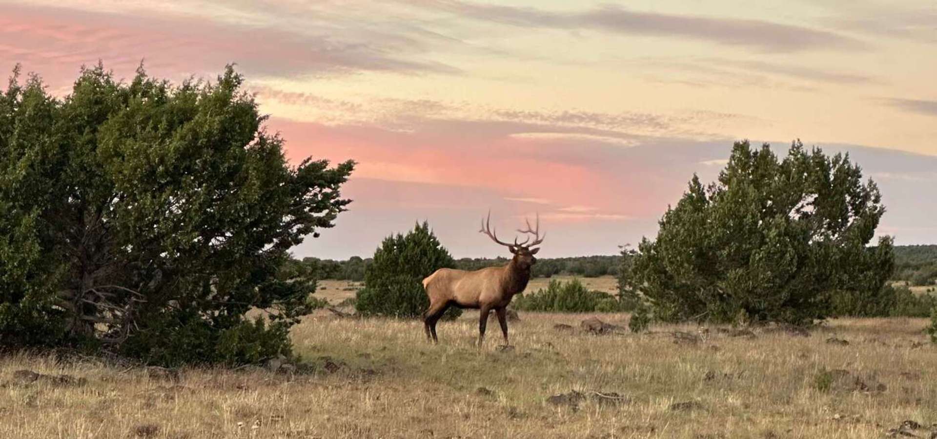 Elk Hunt
