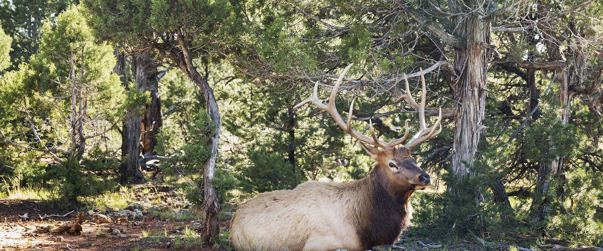 Arizona Guided Elk Hunts