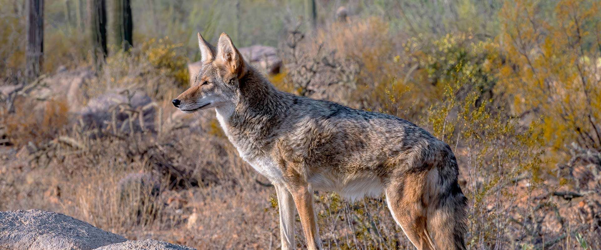 Arizona Coyotes on X: 😎 You can still add it to your collection