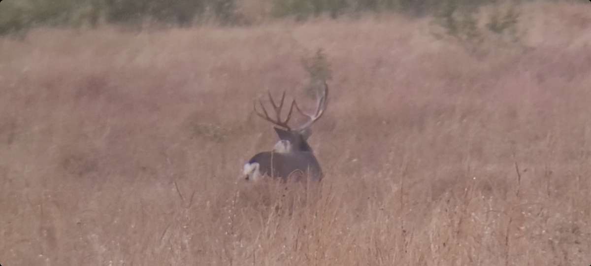 OTC Mule Deer Hunts Arizona Archery Mule Deer Crawford Guide Services