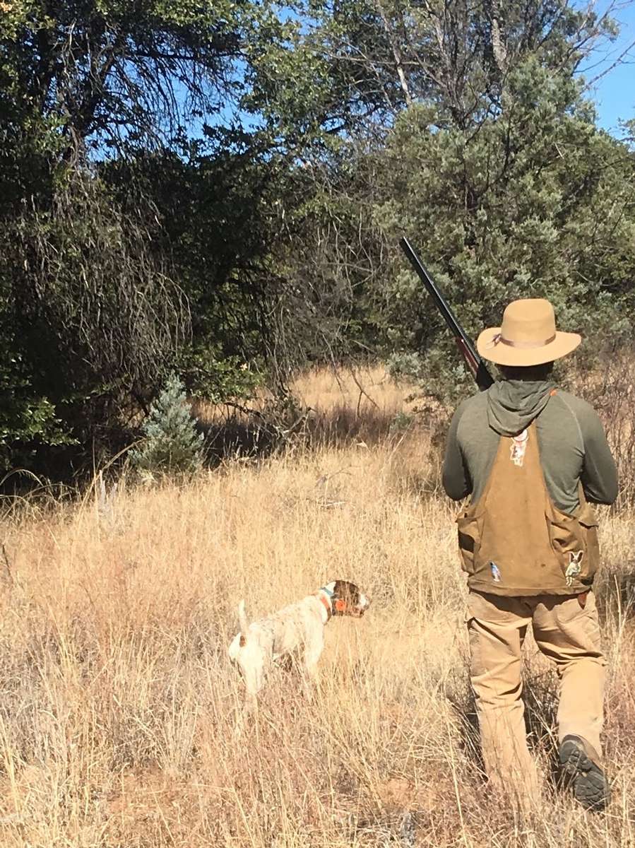 Arizona Quail Hunting