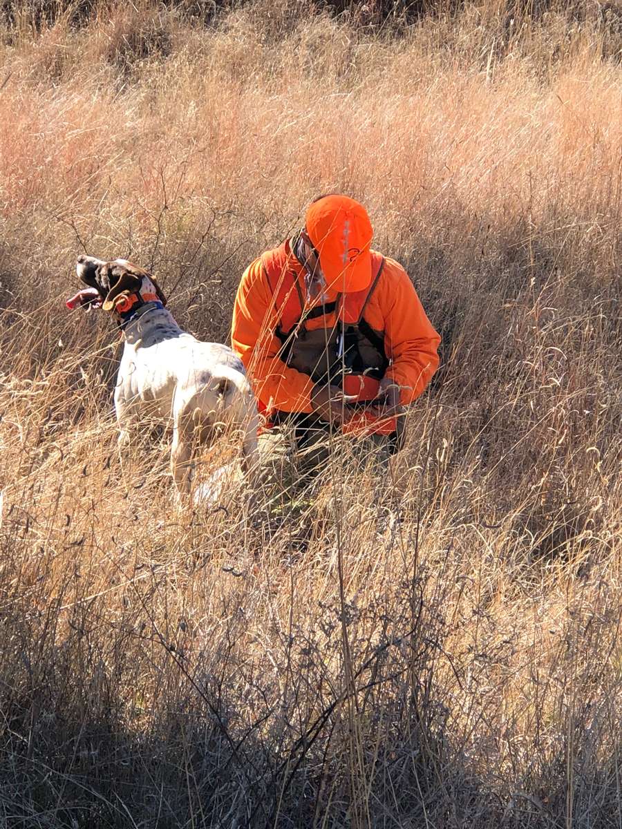 Hunting Gambel v Mearn's Quail