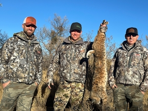 Az Bobcat